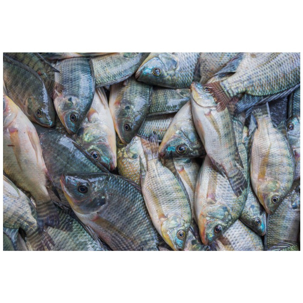 Ikan Nila