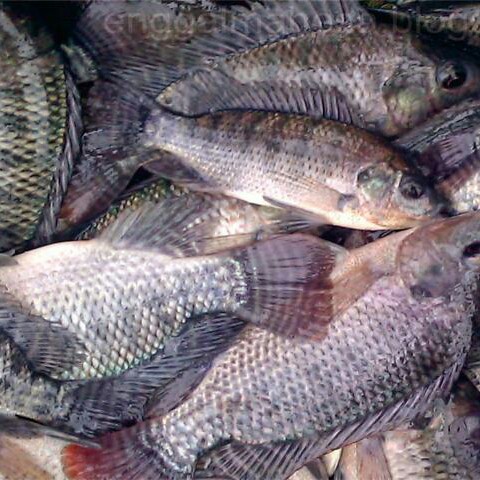 Ikan Nila