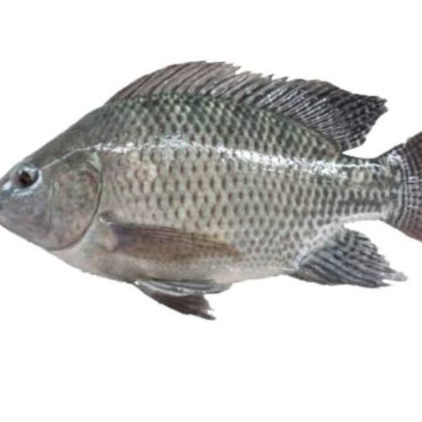 Ikan Nila