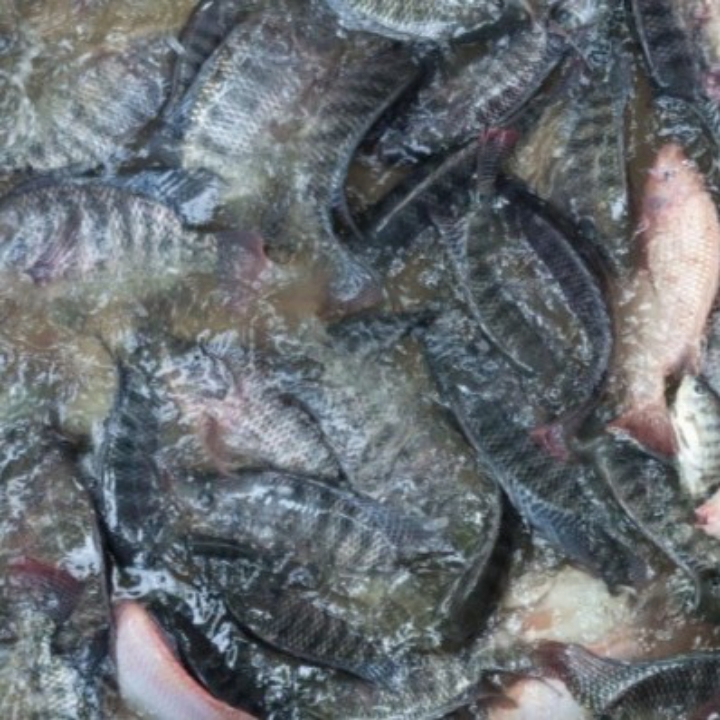 Ikan Nila