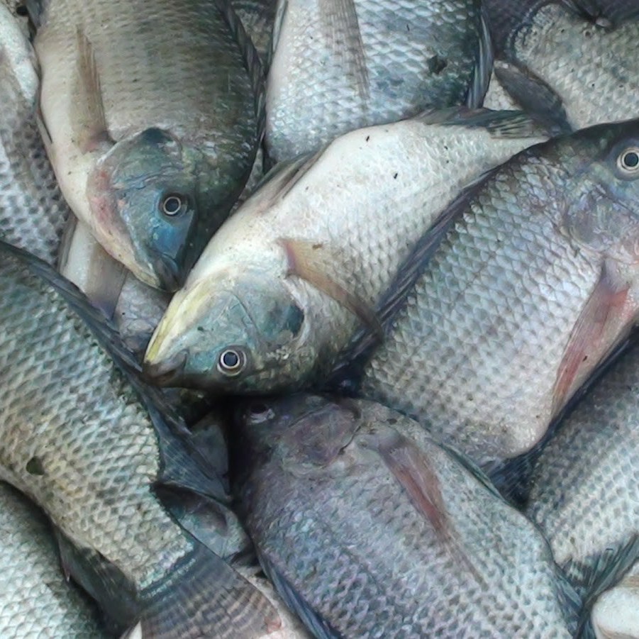 Ikan Nila 1 Kg