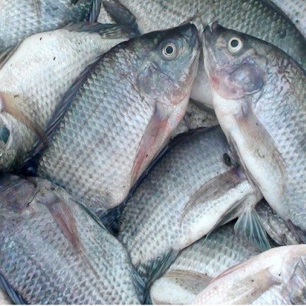 Ikan Nila 1kg 