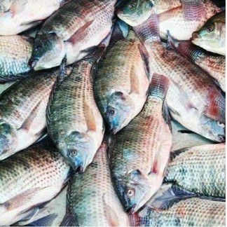 Ikan Nila-1kg