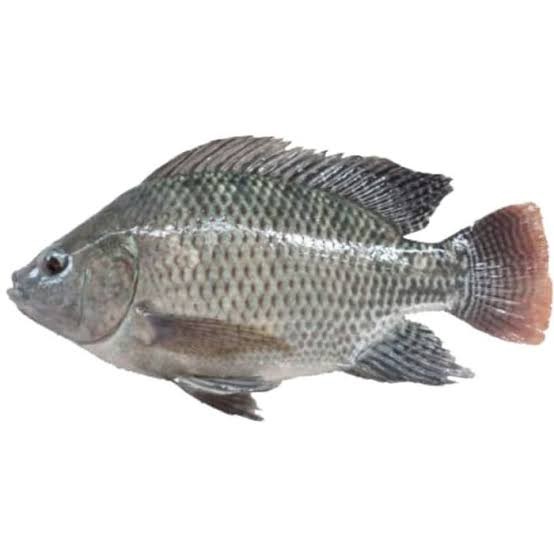 Ikan Nila Goreng Tanpa Nasi