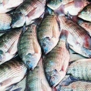 Ikan Nila Segar 1 Kg