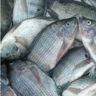 Ikan Nila 500 gr