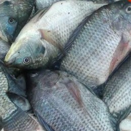 Ikan Nila 500 gr