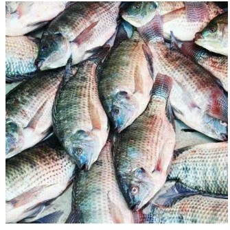 Ikan Nila 500 gr 2