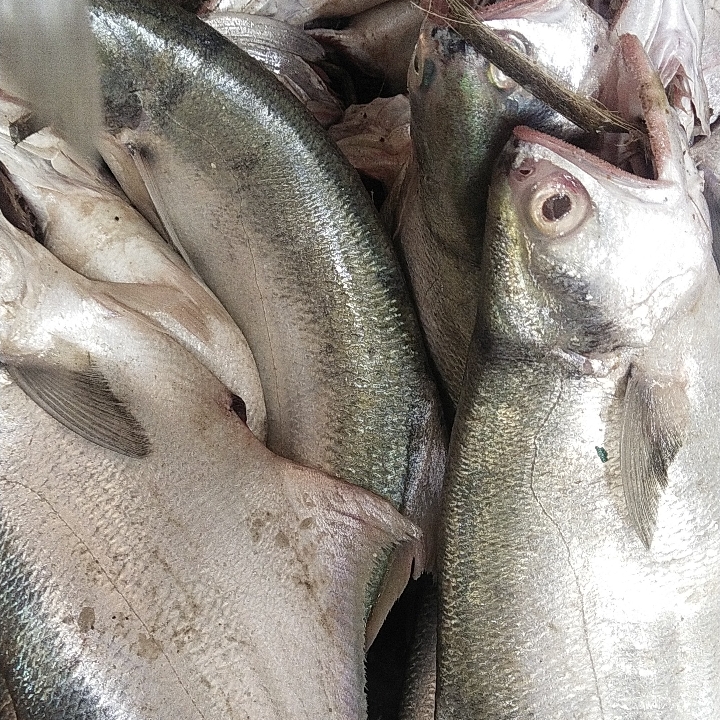 Ikan Paha Perkg