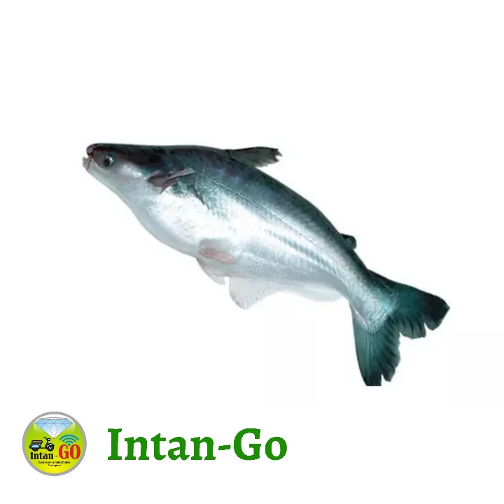 Ikan Patin