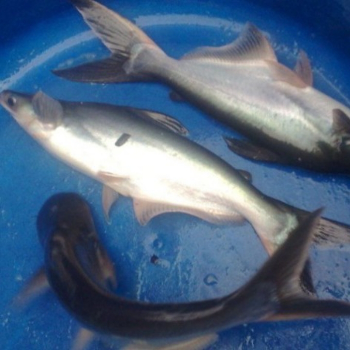 Ikan Patin