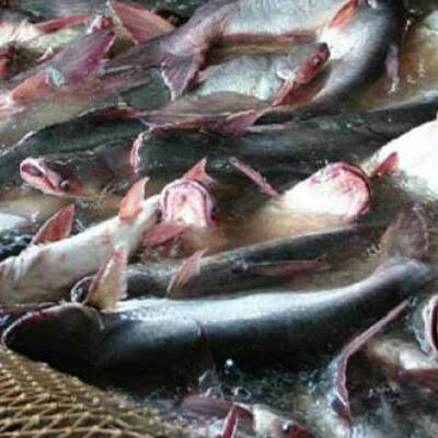 Ikan Patin