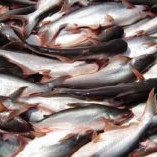 Ikan Patin 1kg