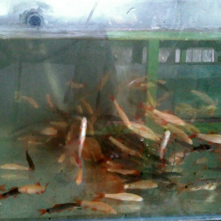 Ikan Redfin