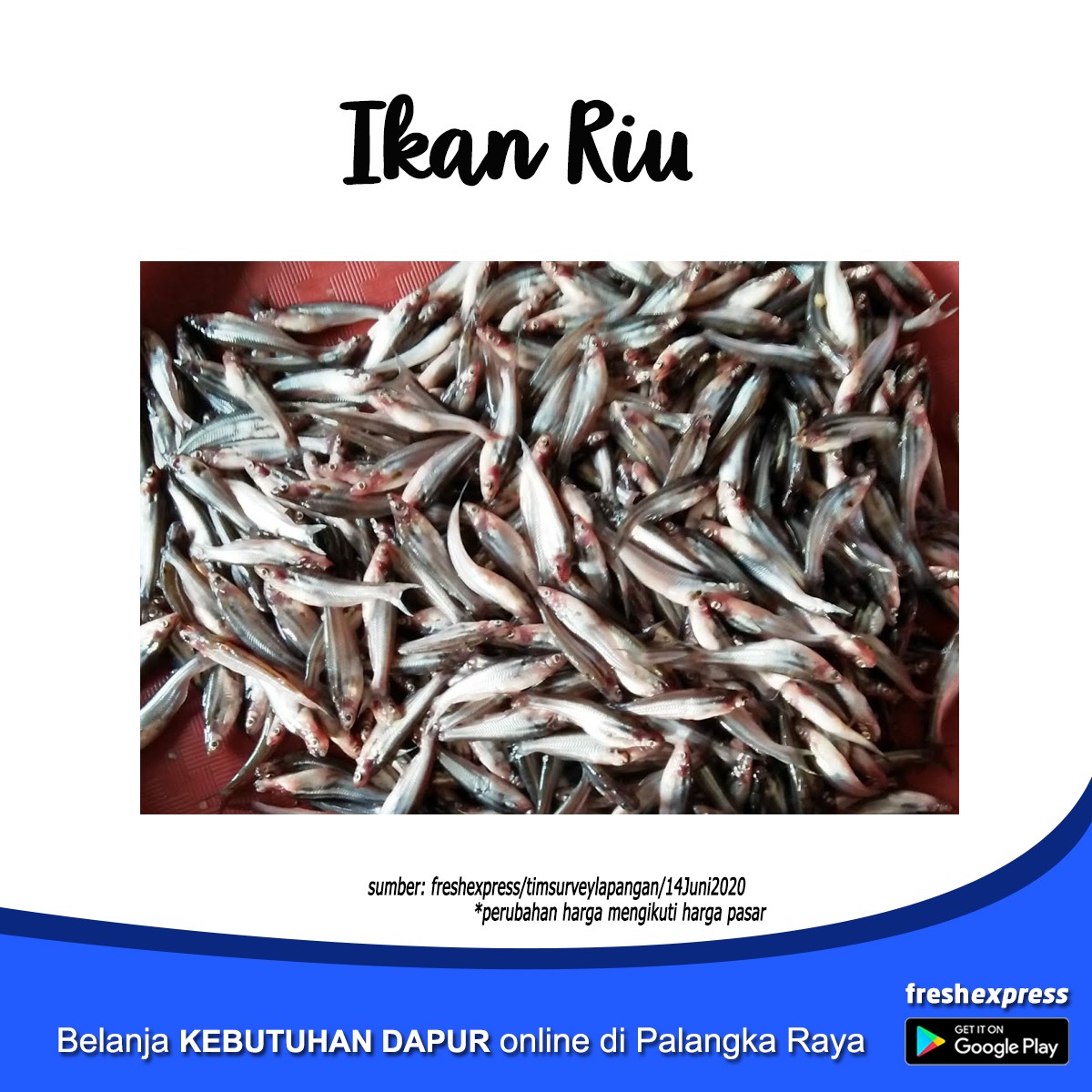 Ikan Riu 1 Kg