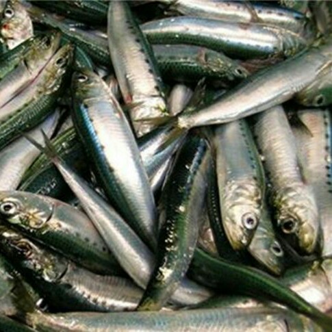 Ikan Sarden