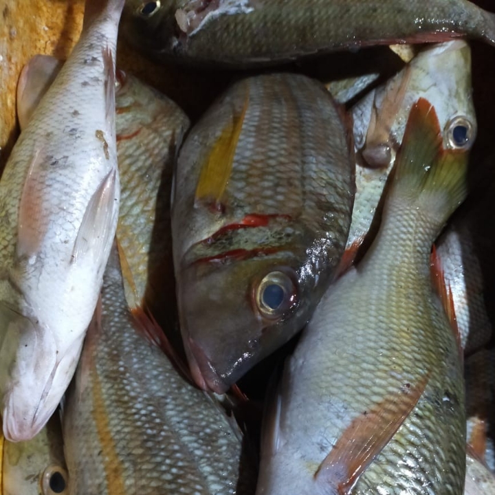 Ikan Segar