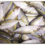 Ikan Selar 1kg 