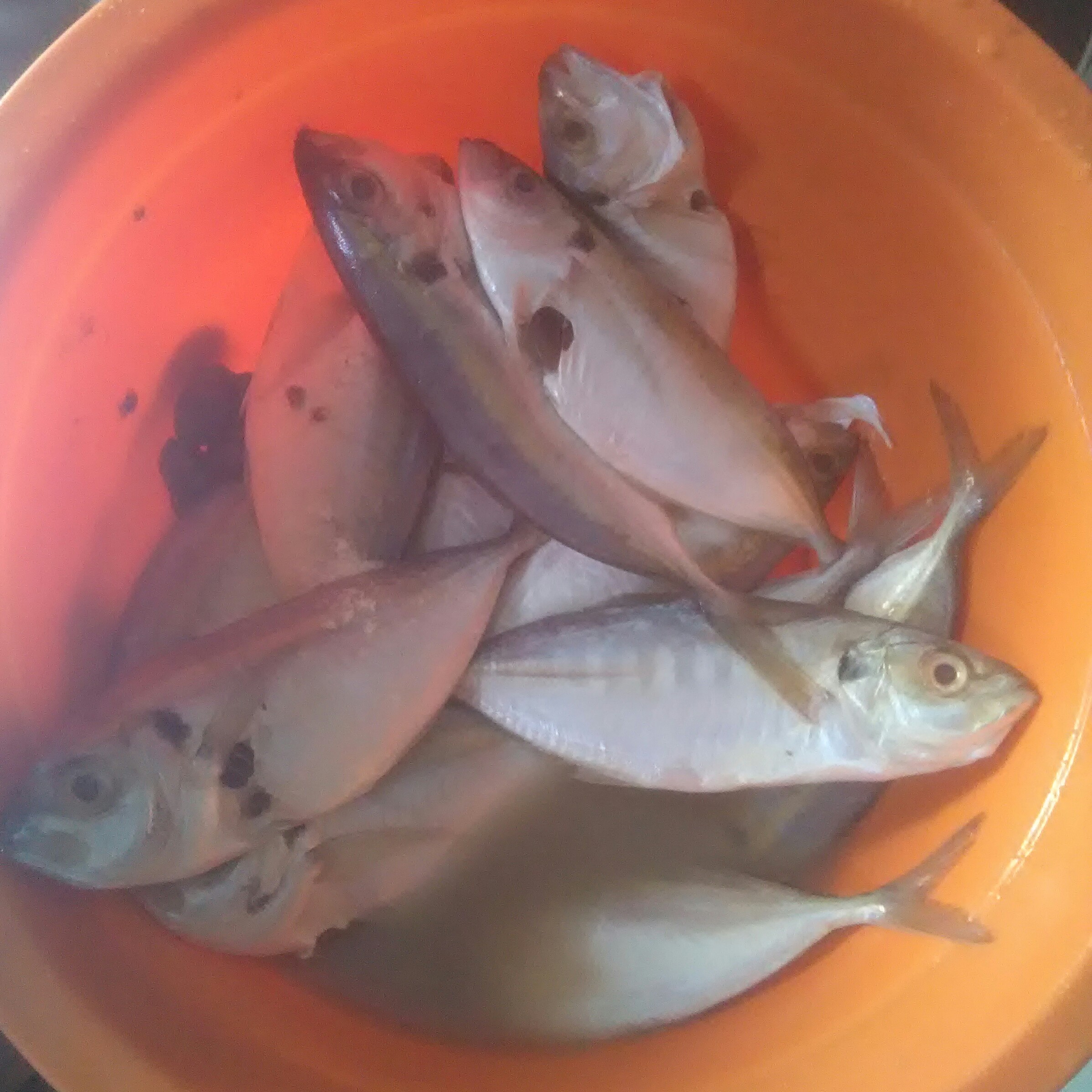 Ikan Selayar -PK-