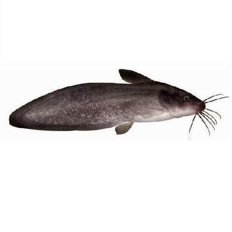 Ikan Sembilang