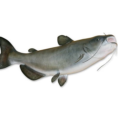 Ikan Sembilang