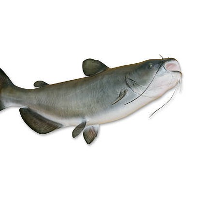 Ikan Sembilang