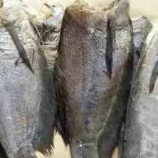 Ikan Sepat Besar