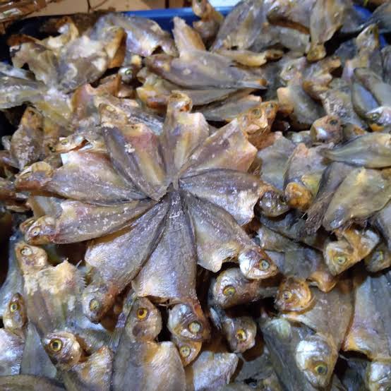 Ikan Sepat Kecil