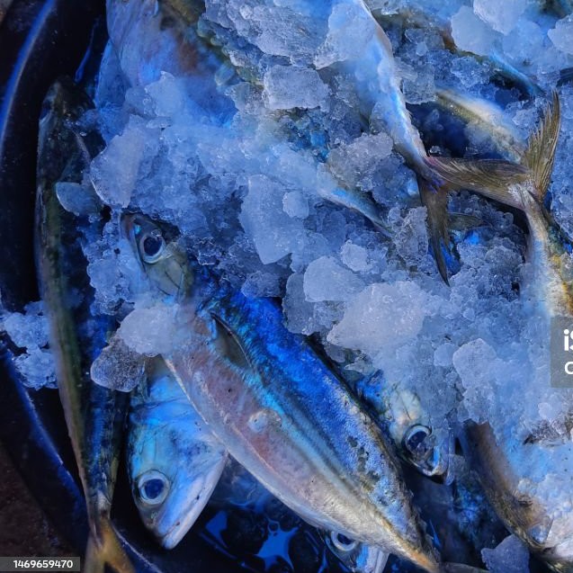 Ikan Tenggiri