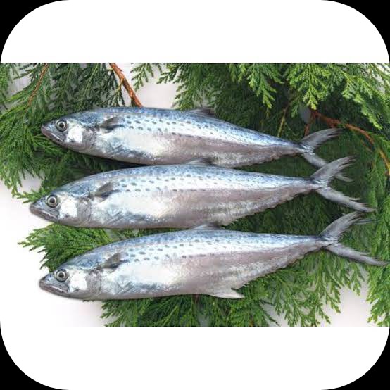 Ikan Tenggiri