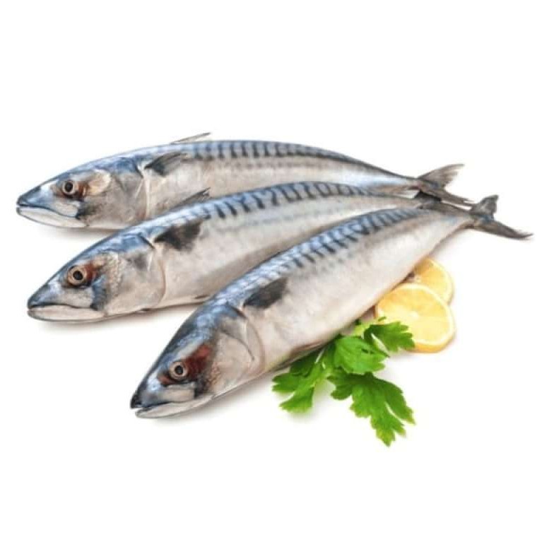 Ikan Tenggiri