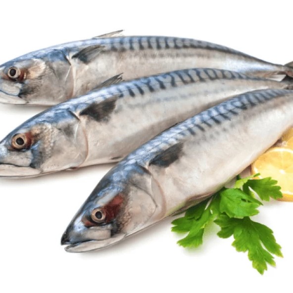 Ikan Tenggiri