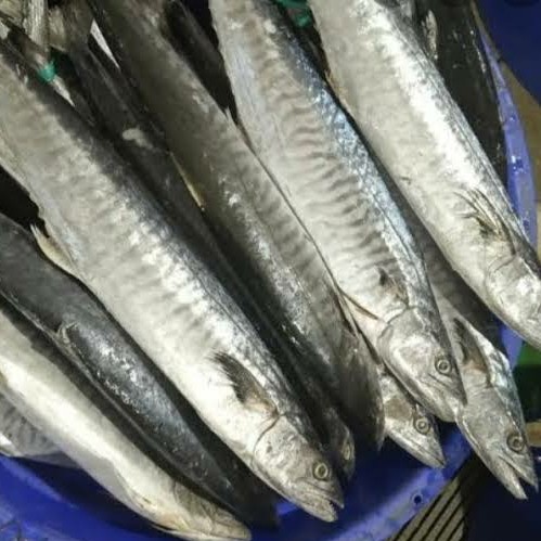 Ikan Tengiri
