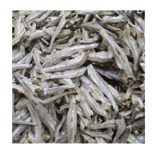 Ikan Teri