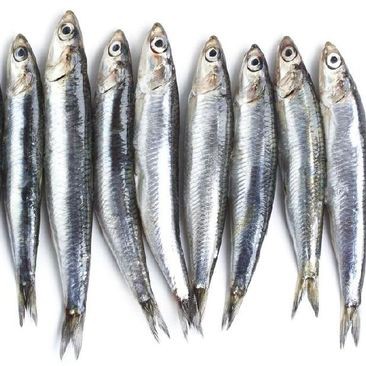 Ikan Teri