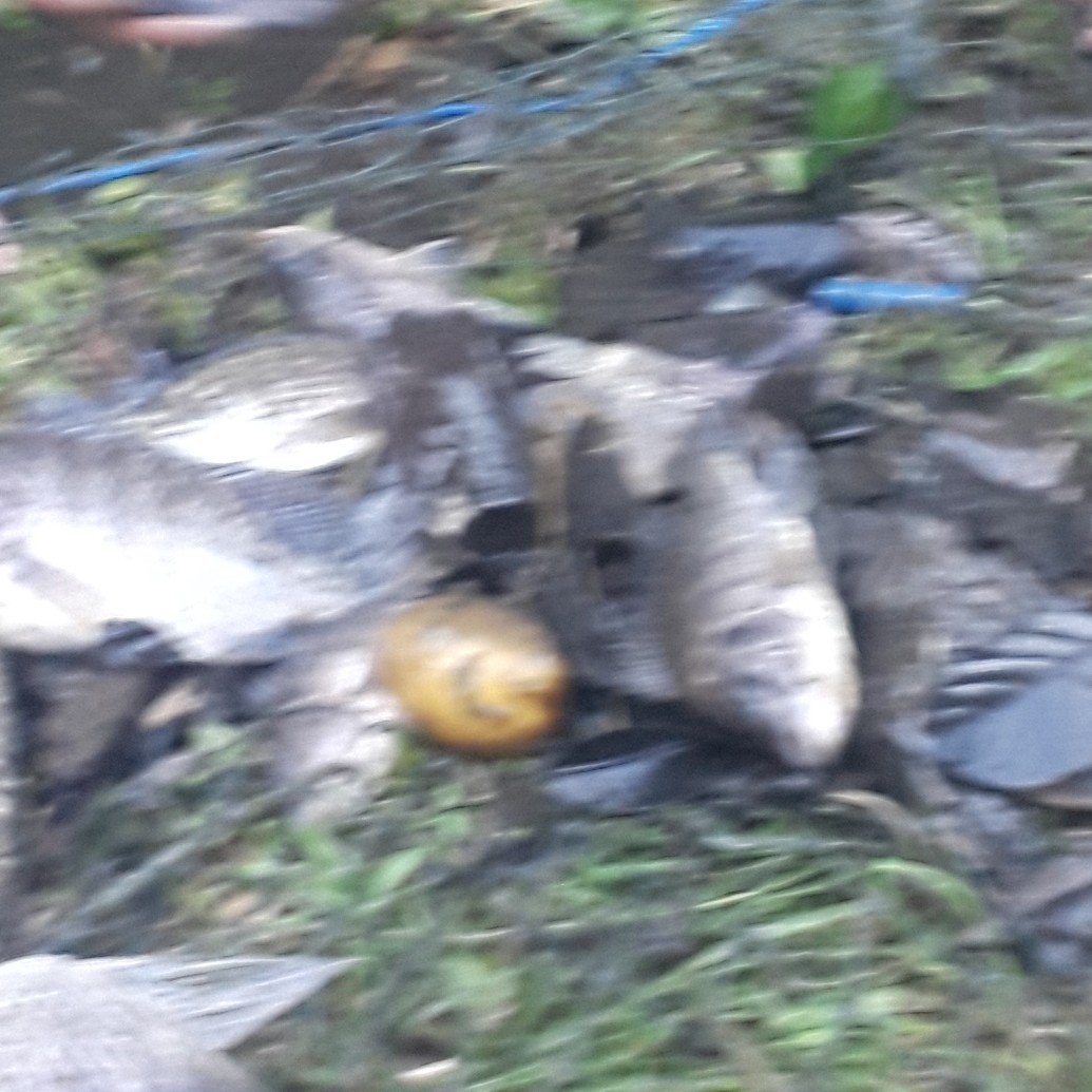 Ikan Tambak