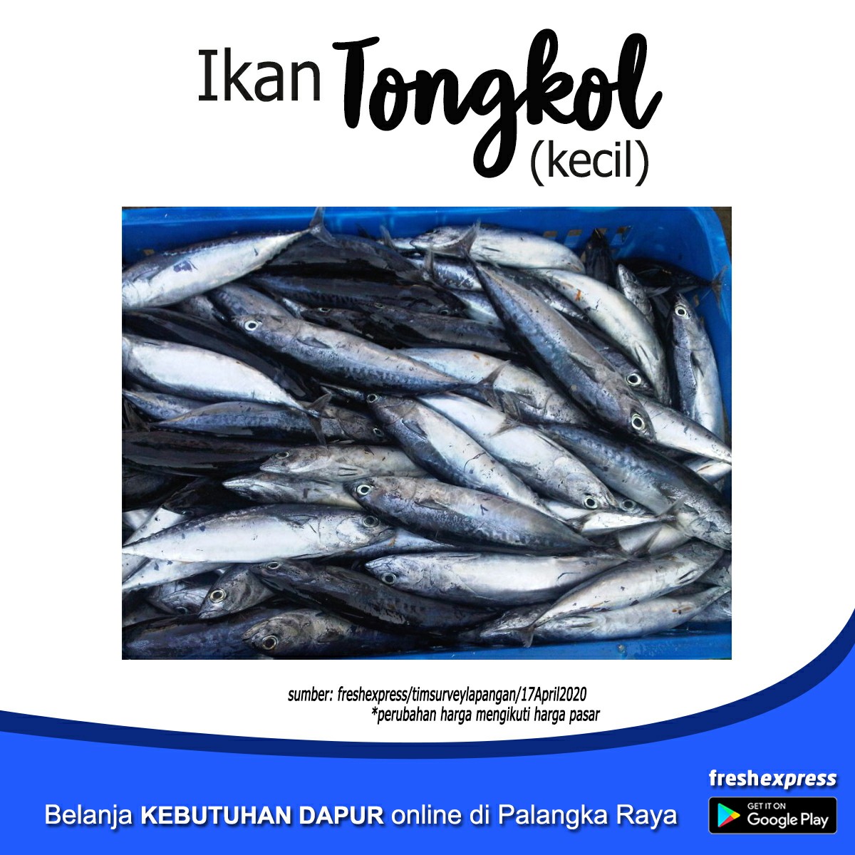 Ikan Tongkol Kecil 1 Kg