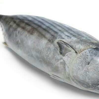 Ikan Tongkol