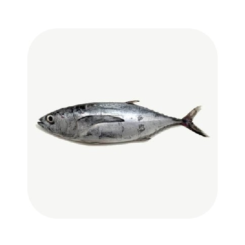 Ikan Tongkol