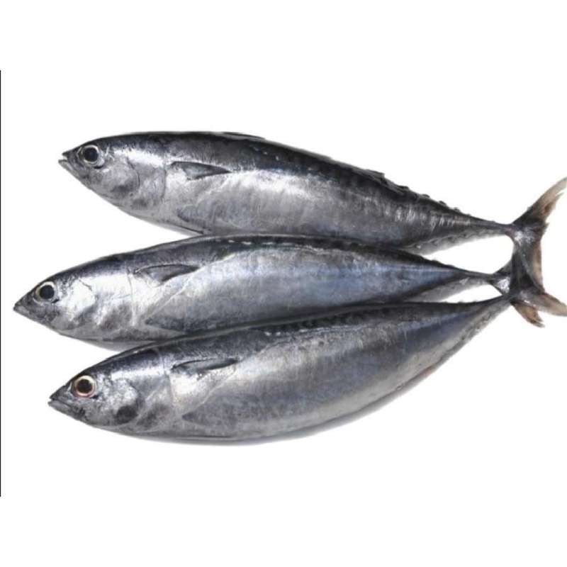 Ikan Tongkol