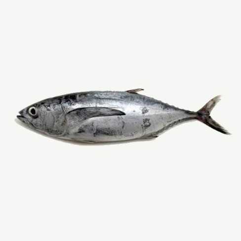 Ikan Tongkol