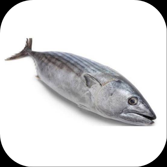 Ikan Tongkol