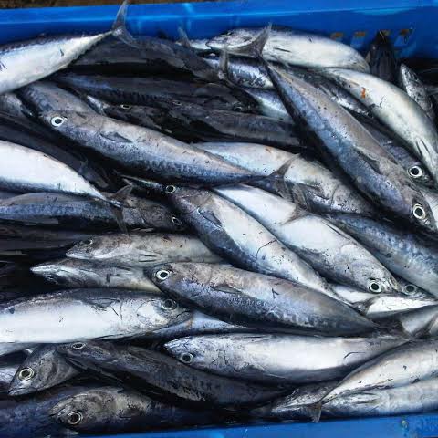 Ikan Tongkol