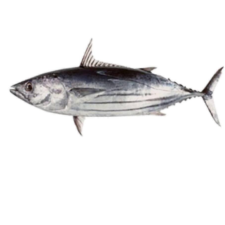 Ikan Tongkol