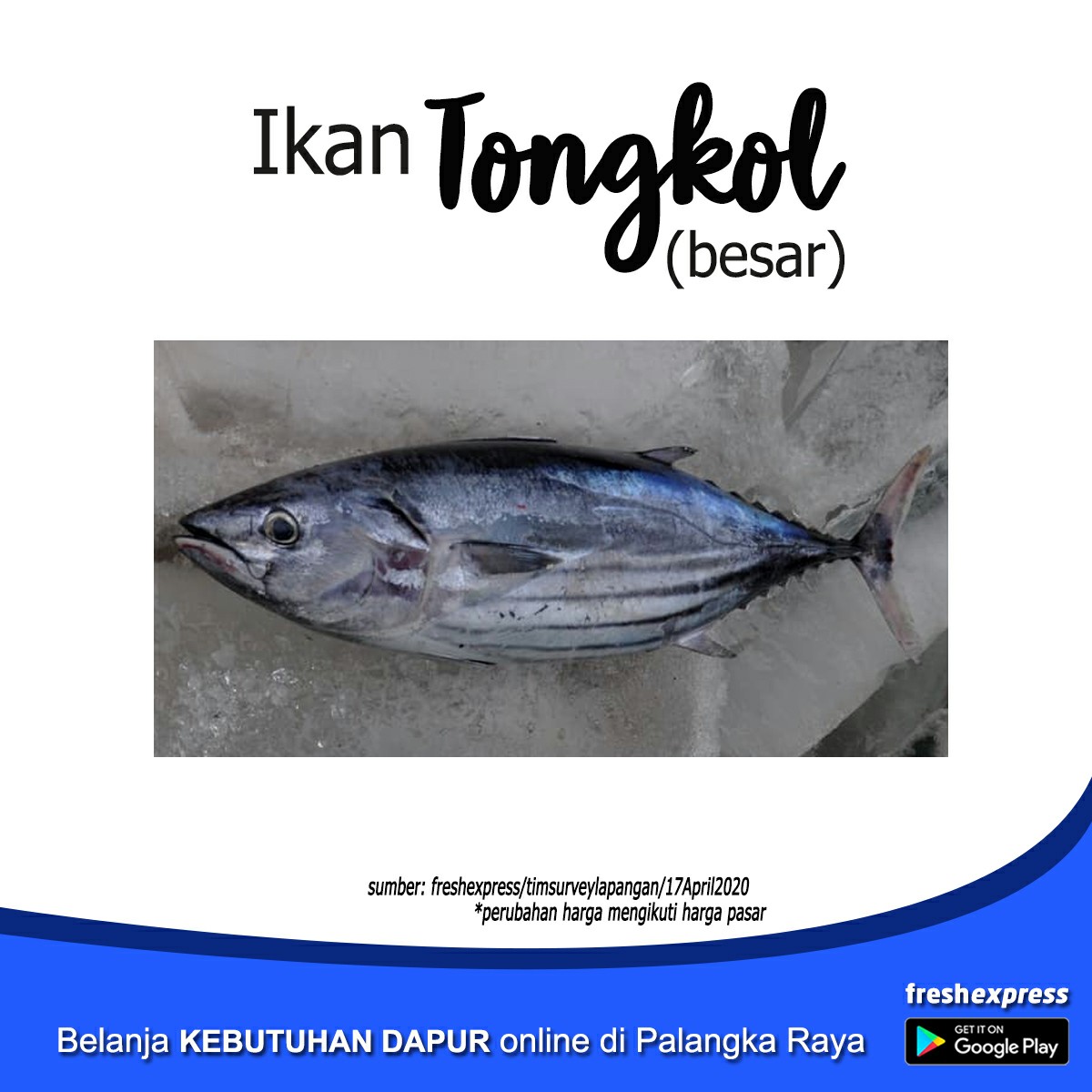 Ikan Tongkol Besar 1 Kg