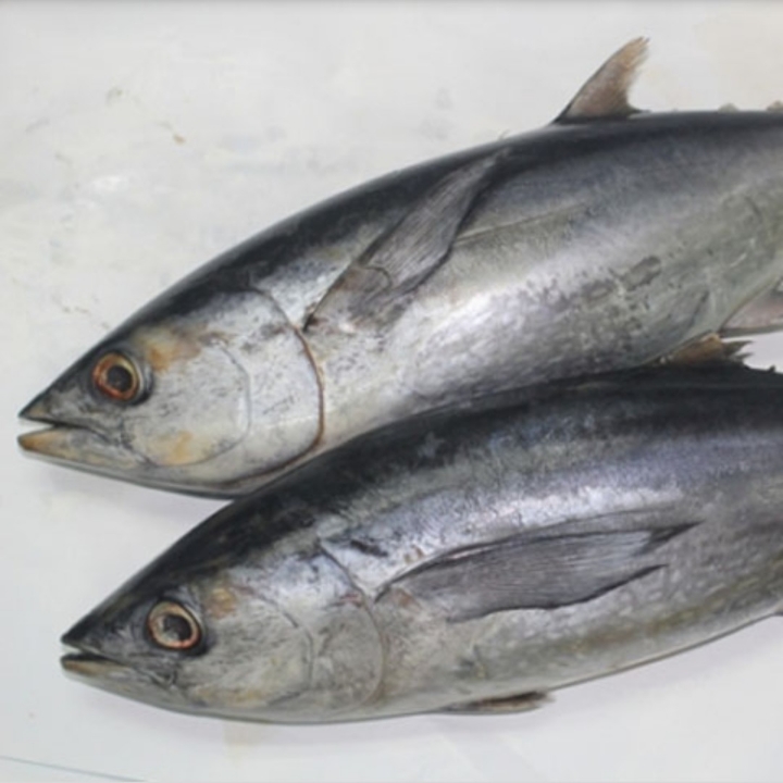 Ikan Tongkol Biasa