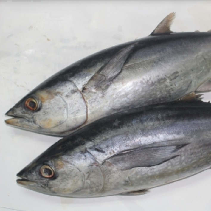 Ikan Tongkol Sisik