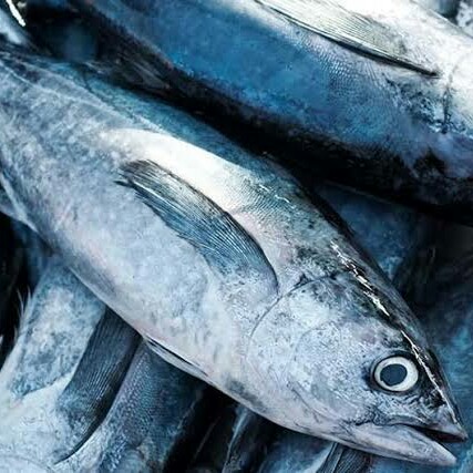 Ikan Tuna