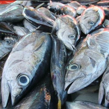 Ikan Tuna