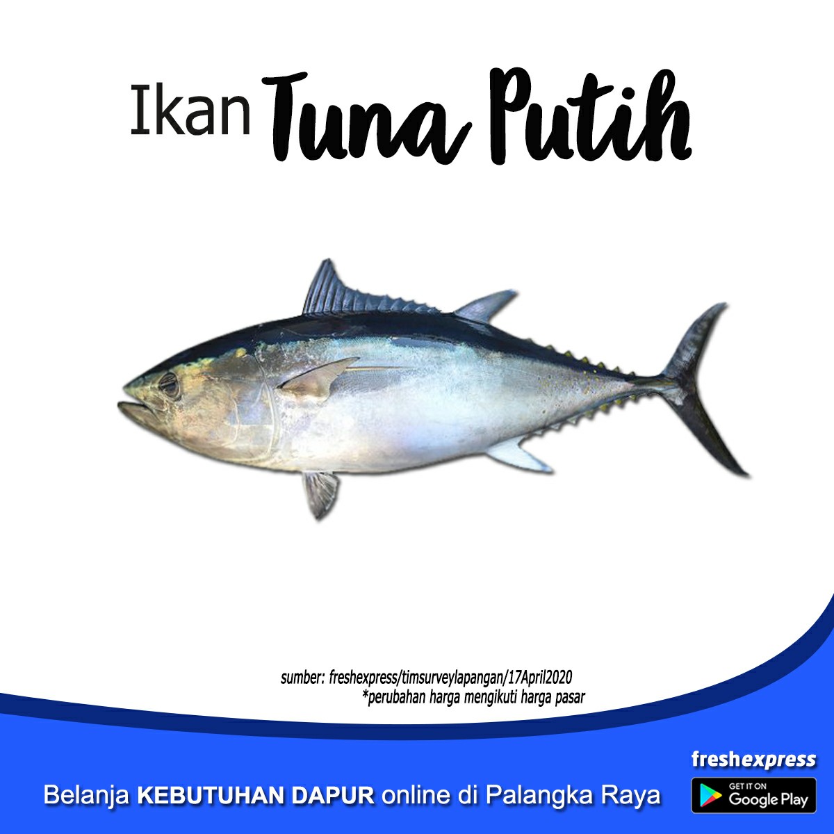 Ikan Tuna Putih 1 Kg